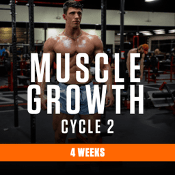 Muscle Growth cycle 2