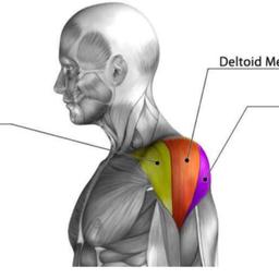 shoulders (deltoid)