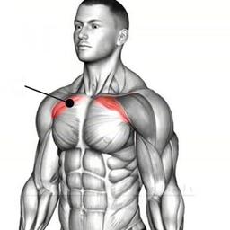 upper chest & deltoid